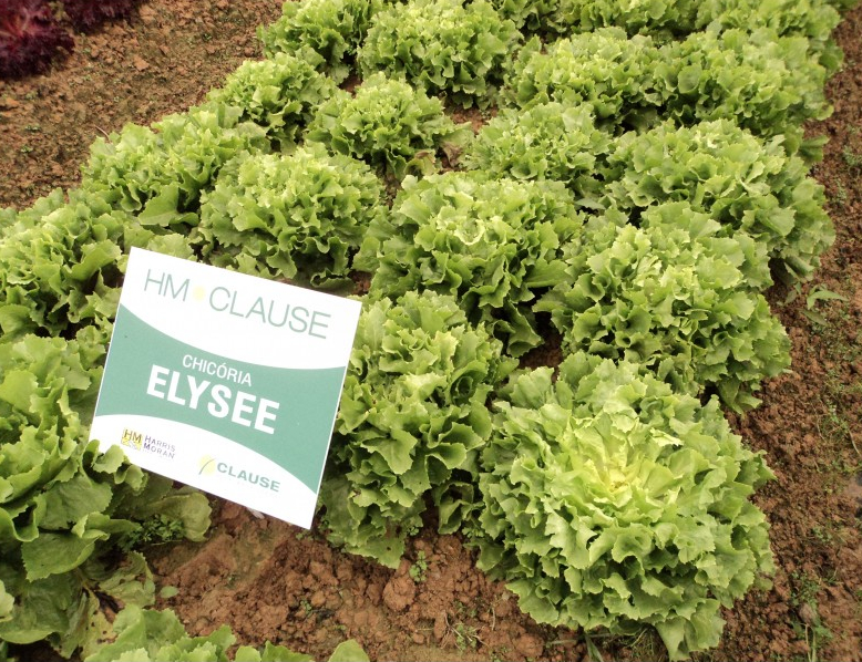 Chicoria Clause Elysee 