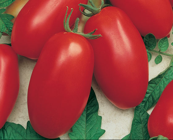 Tomate Topseed Picolo 