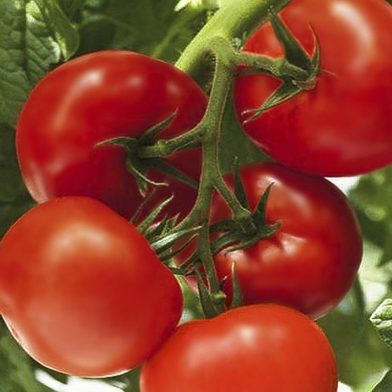Tomate Seminis Compack 