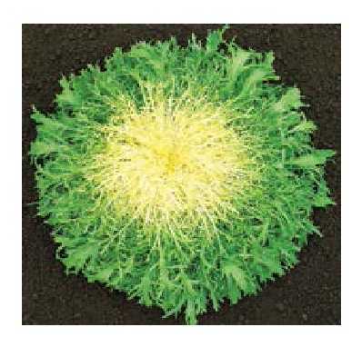 Chicoria Clause Glory Friser 5000