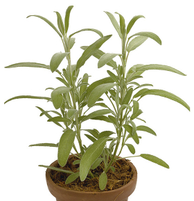 Salvia Horticeres 50 Gr 