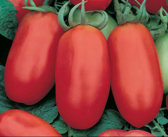 Tomate Superseed Cariri