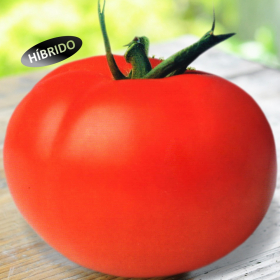 Tomate Tsv Dany